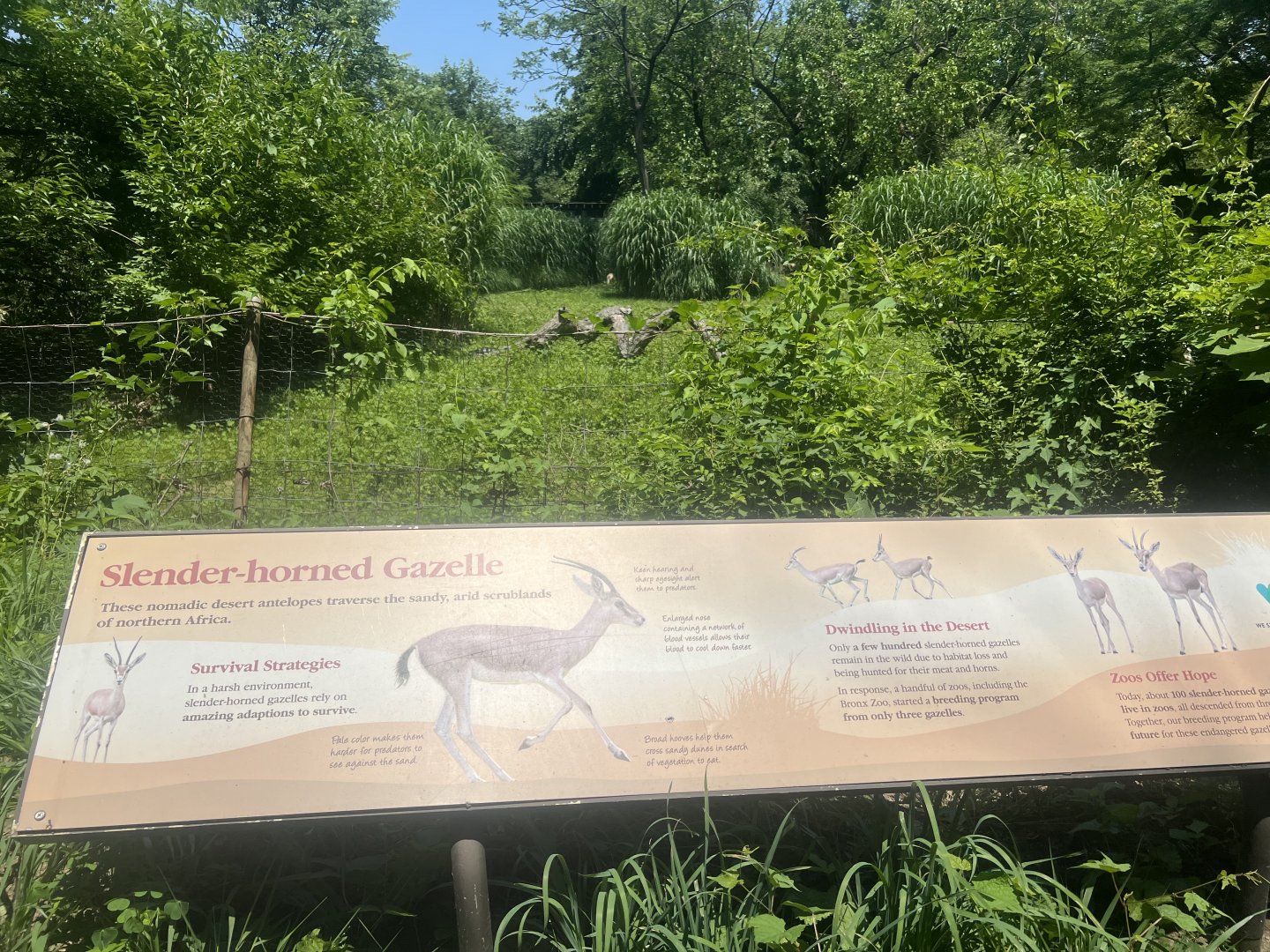 Slender-horned Gazelle Exhibit