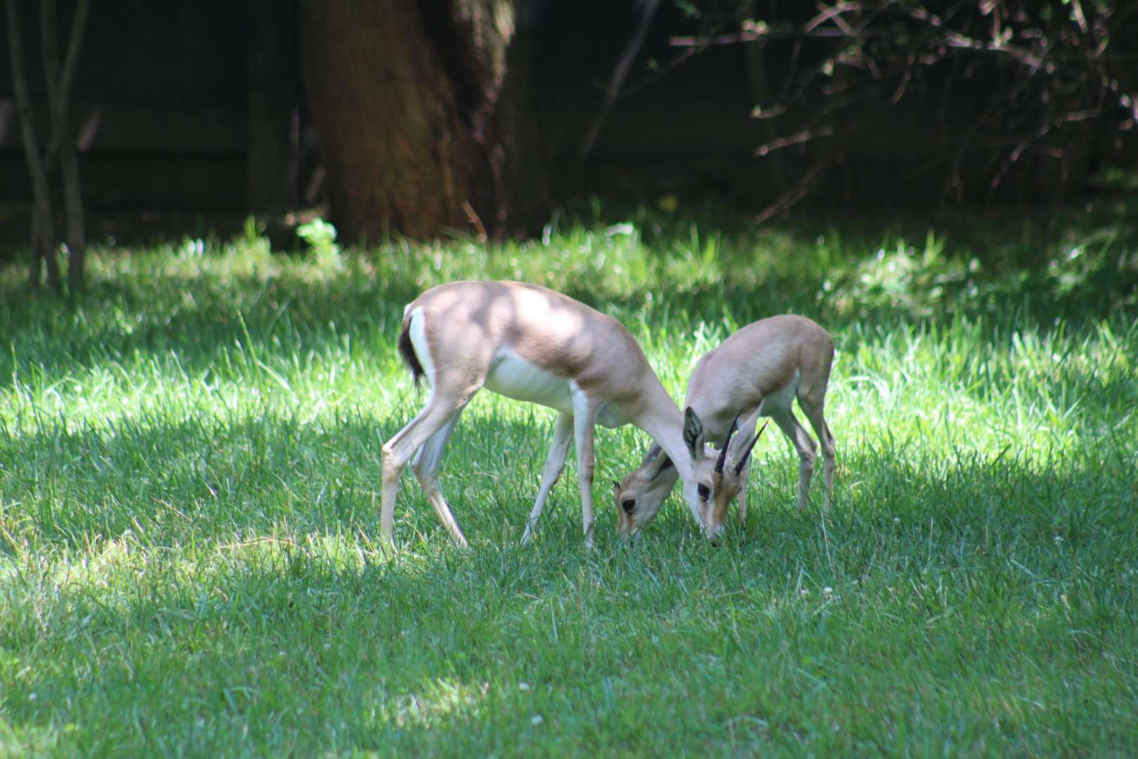 Slender-Horned Gazelle Fawn