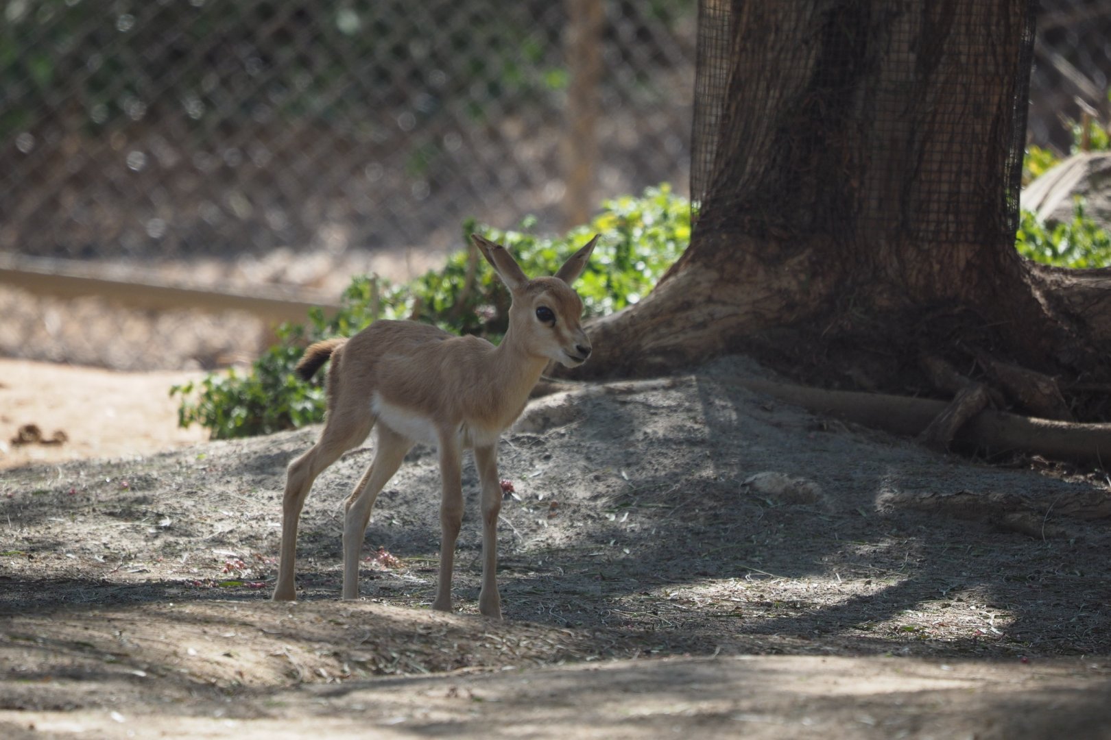 Slender-horned gazelle fawn