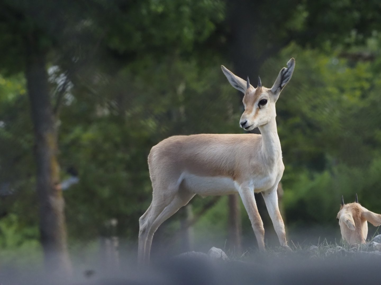 Slender-Horned Gazelle Fawn