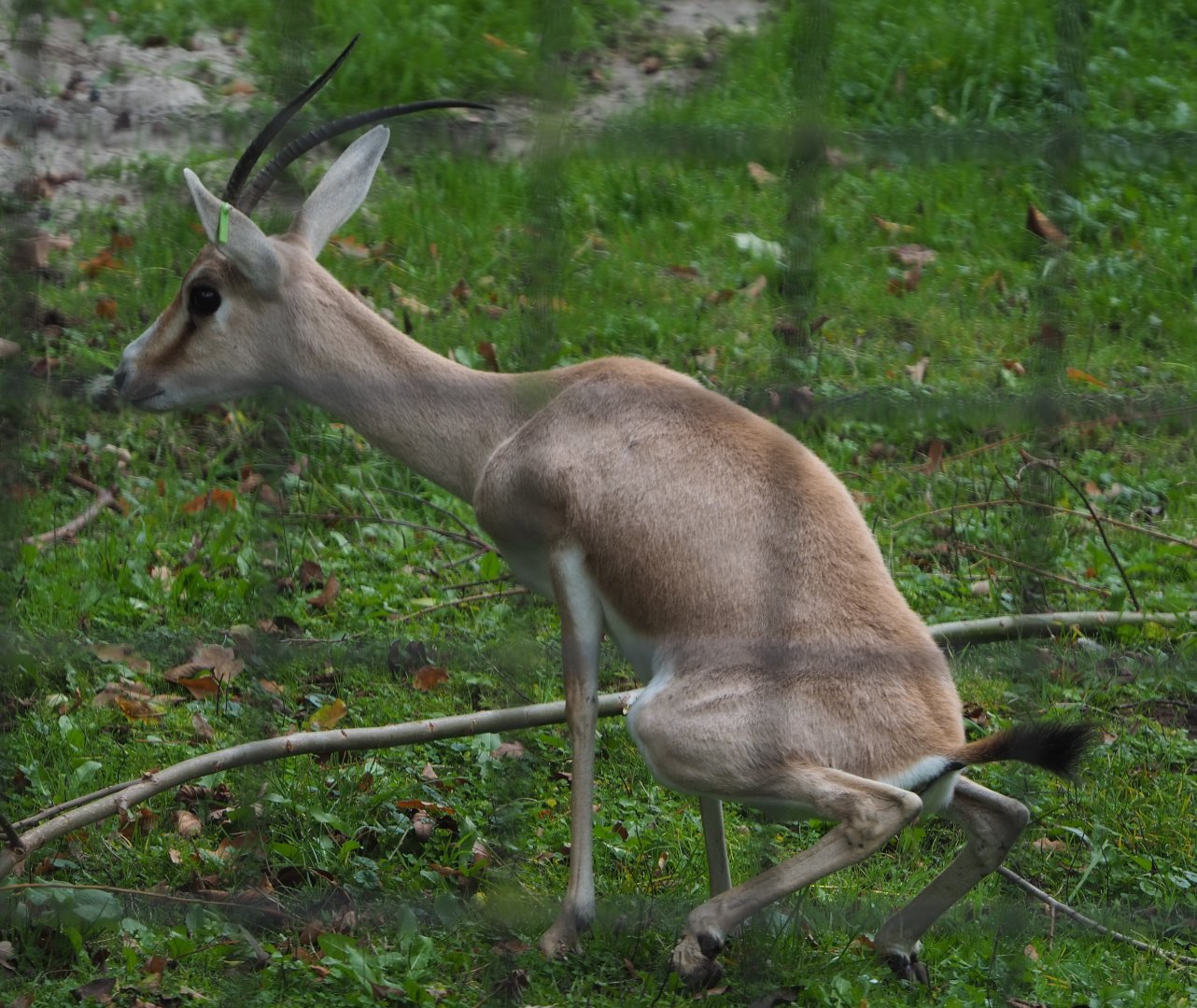 Slender-horned gazelle (Gazella leptoceros), 2020-10-19