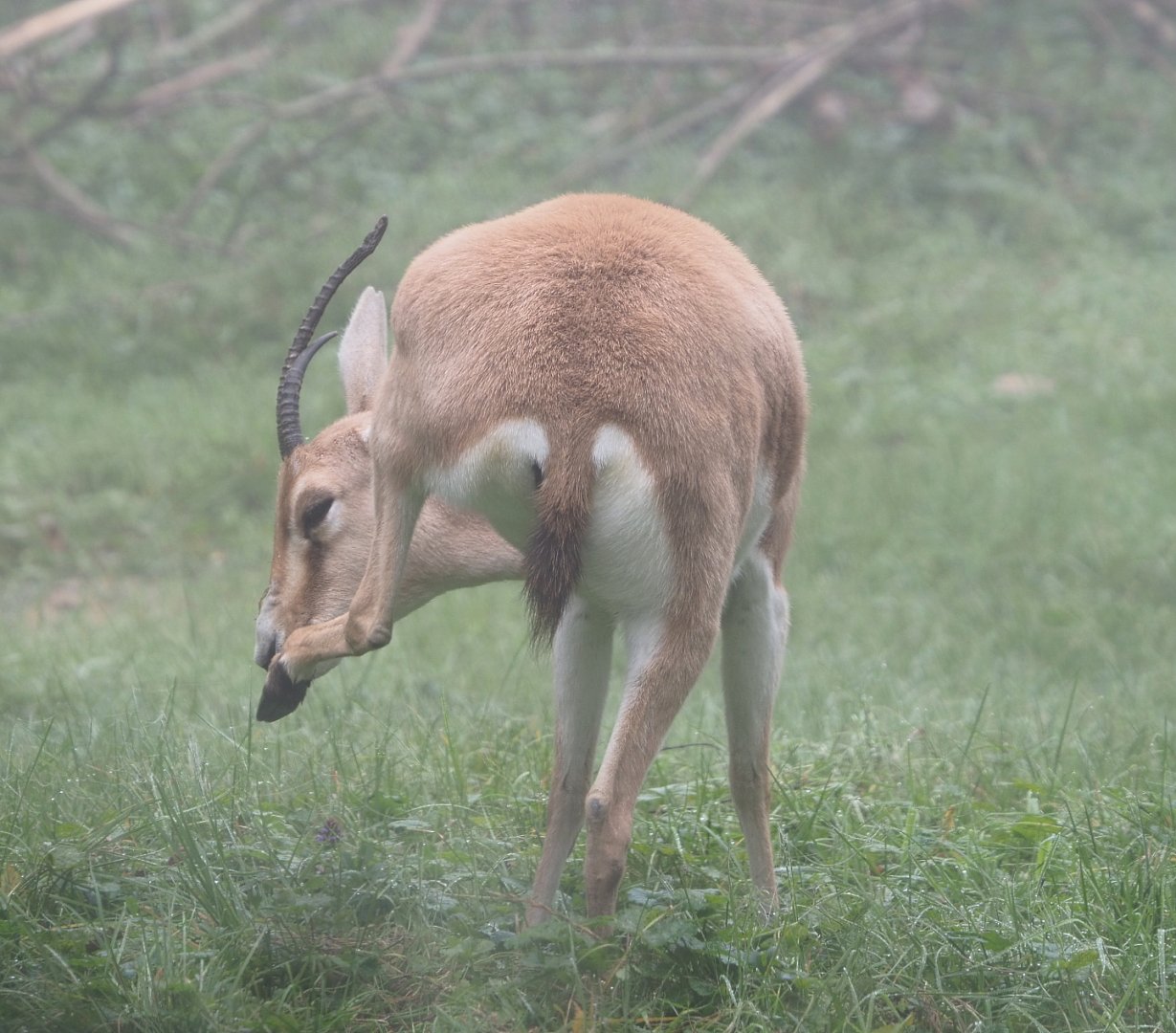 Slender-horned gazelle (Gazella leptoceros), 2021-10-10