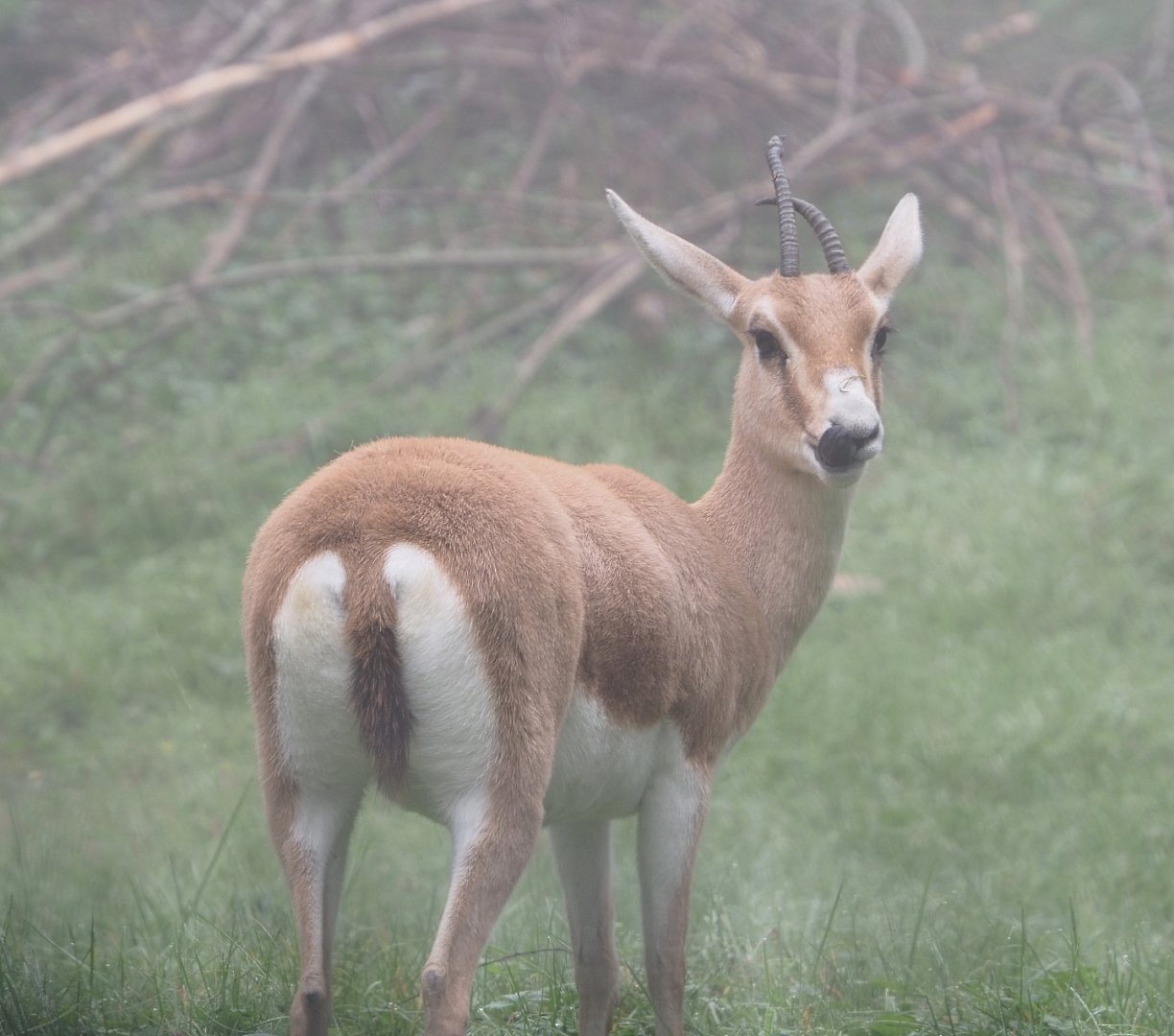 Slender-horned gazelle (Gazella leptoceros), 2021-10-10