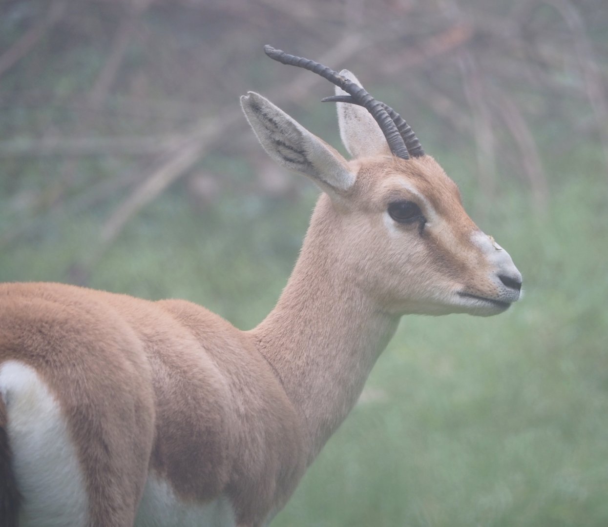 Slender-horned gazelle (Gazella leptoceros), 2021-10-10