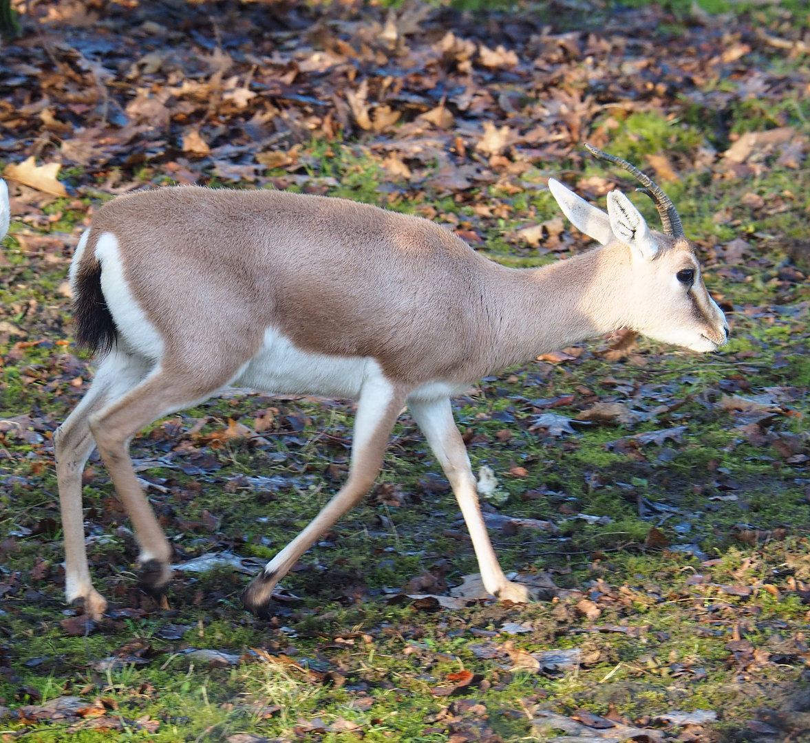 Slender-horned gazelle (Gazella leptoceros), 2022-01-30