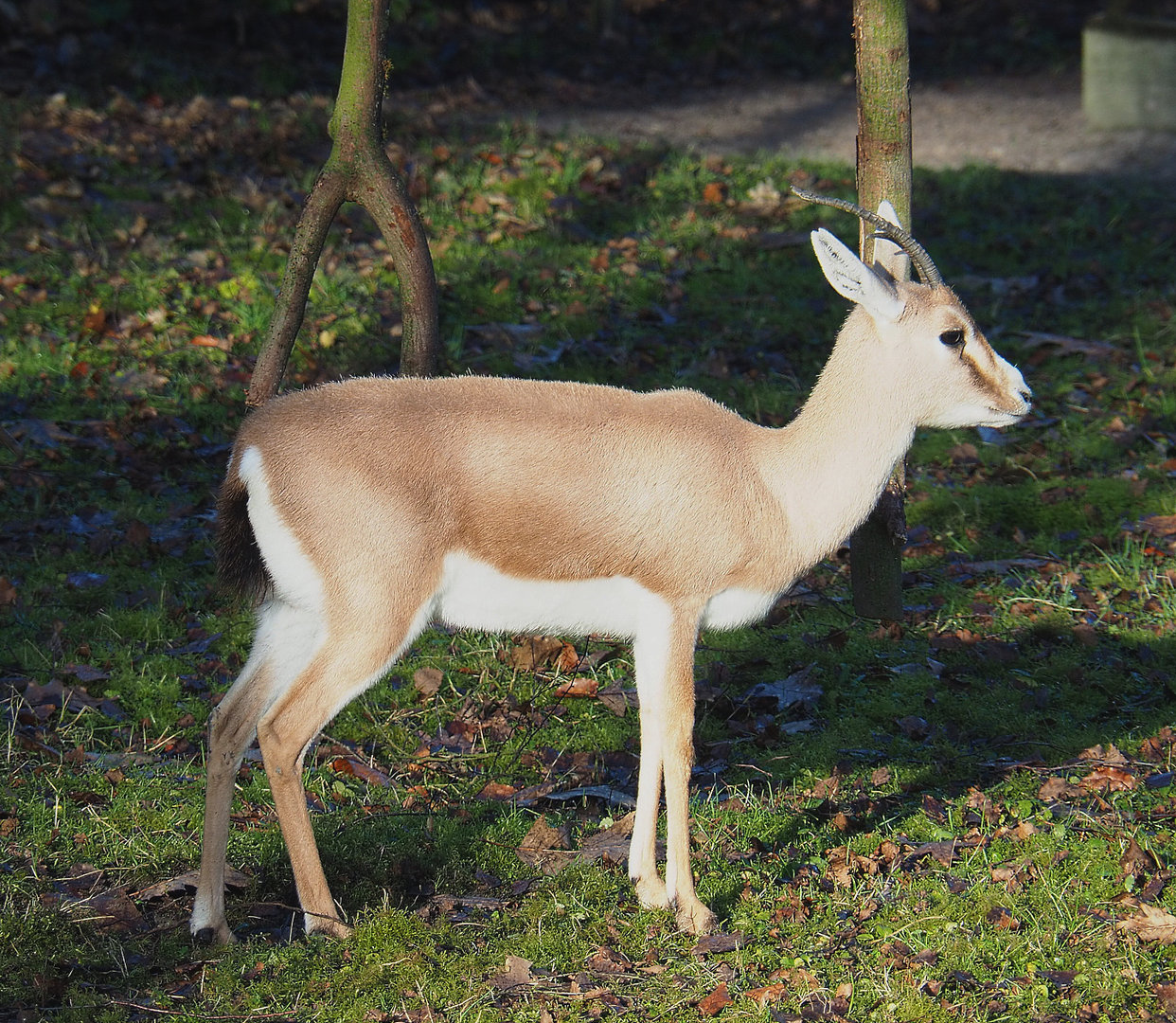 Slender-horned gazelle (Gazella leptoceros), 2022-01-30