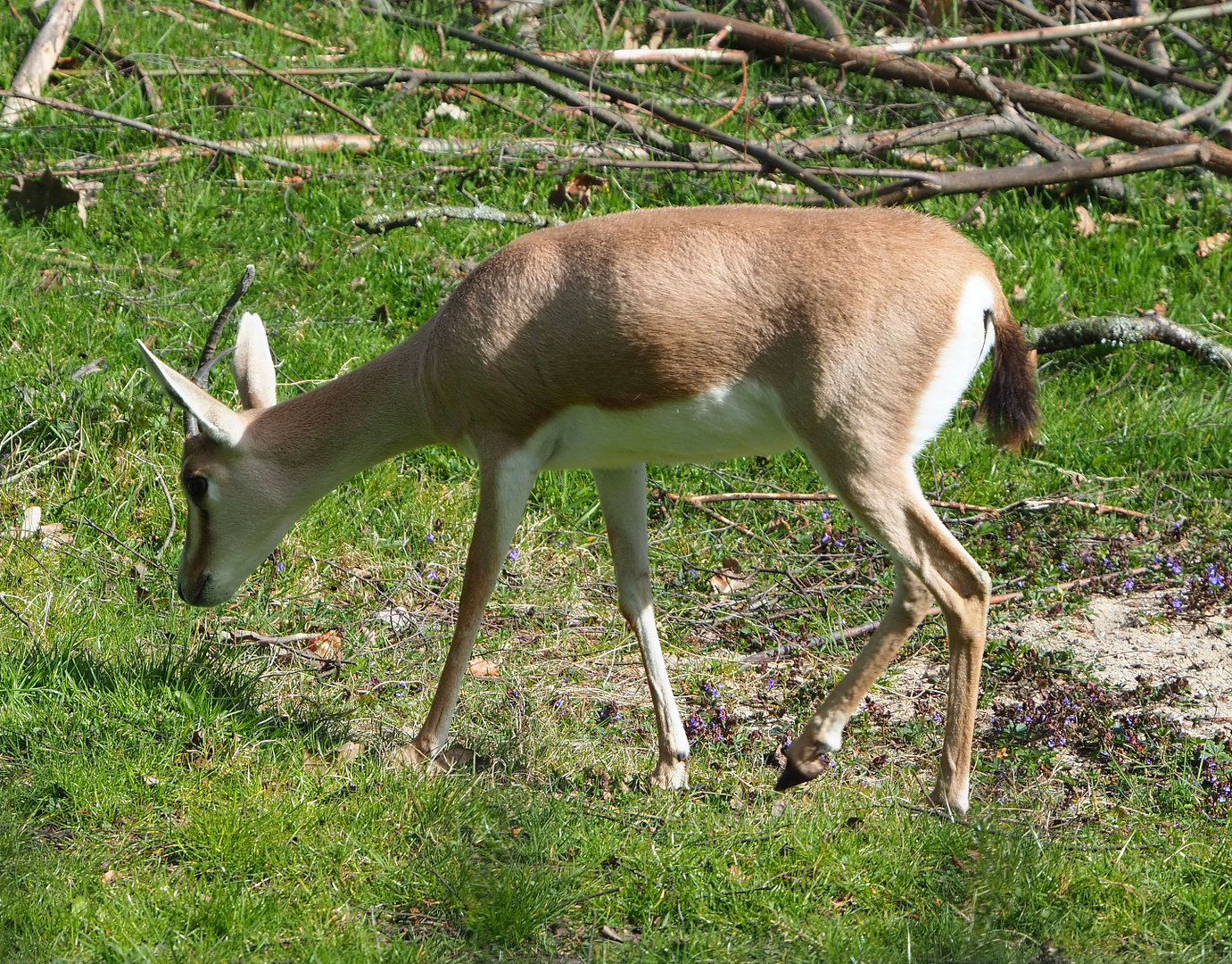 Slender-horned gazelle (Gazella leptoceros), 2022-04-12