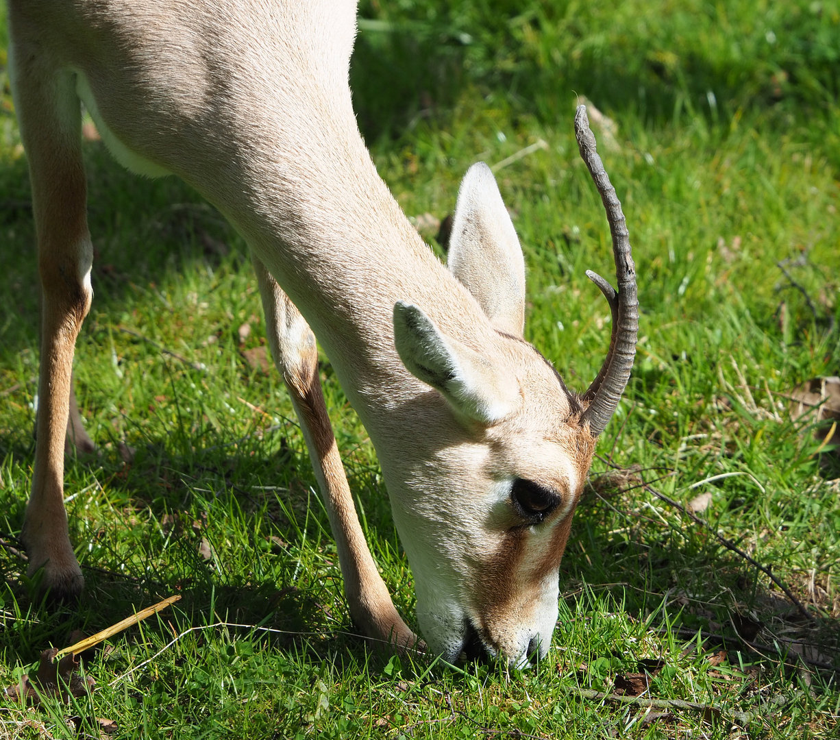 Slender-horned gazelle (Gazella leptoceros), 2022-04-12