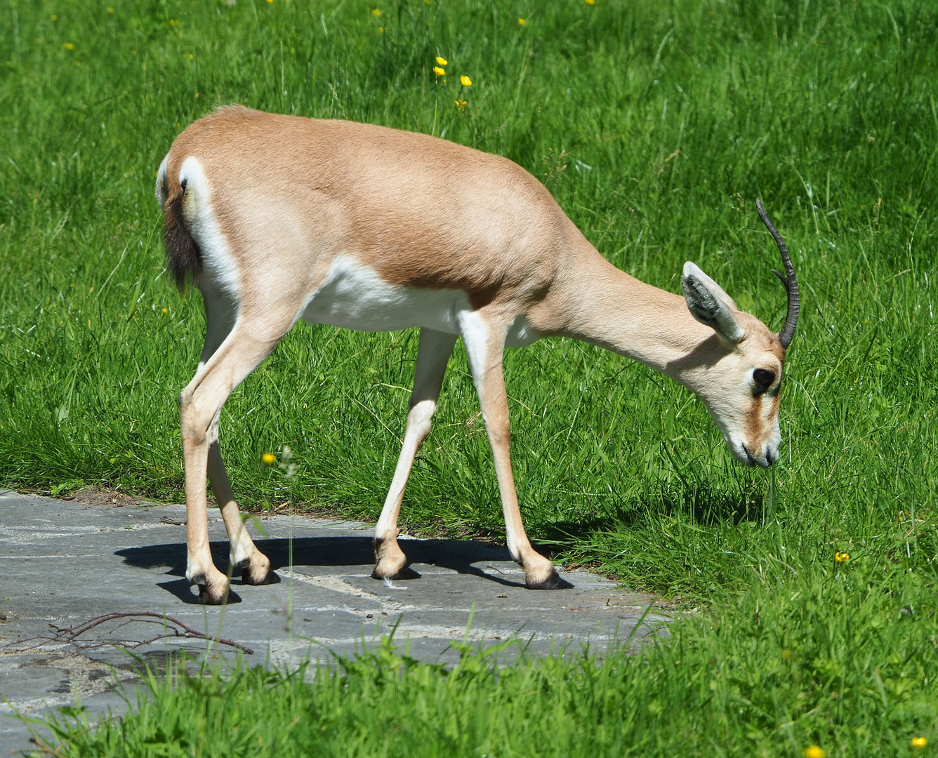 Slender-horned gazelle (Gazella leptoceros), 2022-06-15