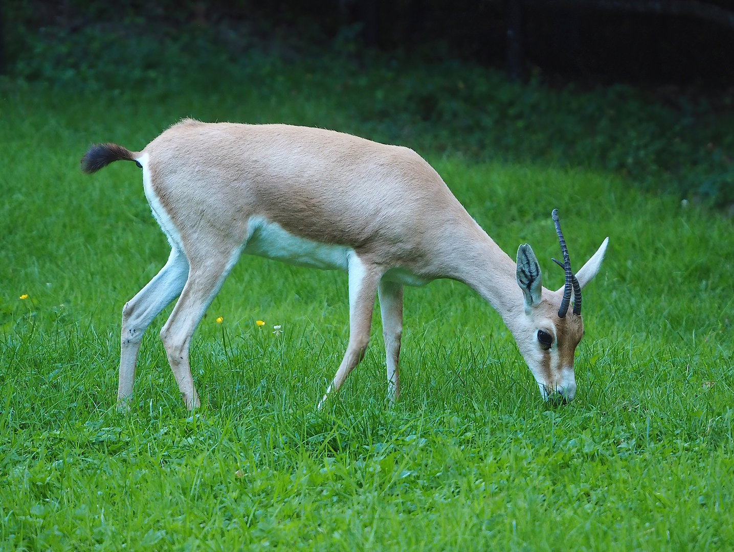 Slender-horned gazelle (Gazella leptoceros),  2022-07-16