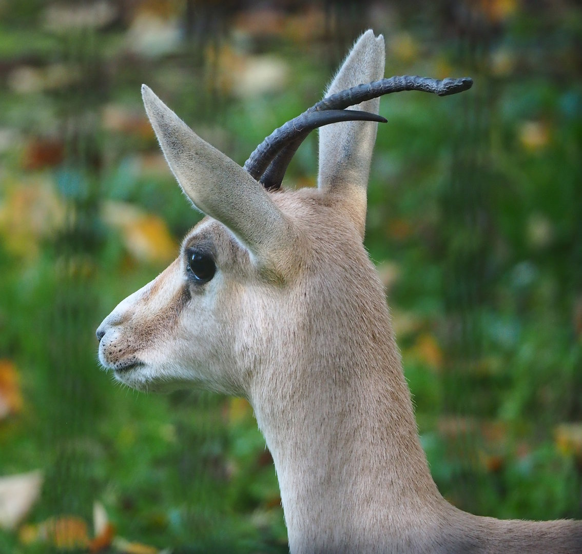 Slender-horned gazelle (Gazella leptoceros), 2022-10-19