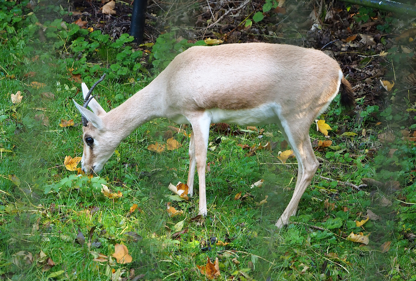 Slender-horned gazelle (Gazella leptoceros), 2022-10-19