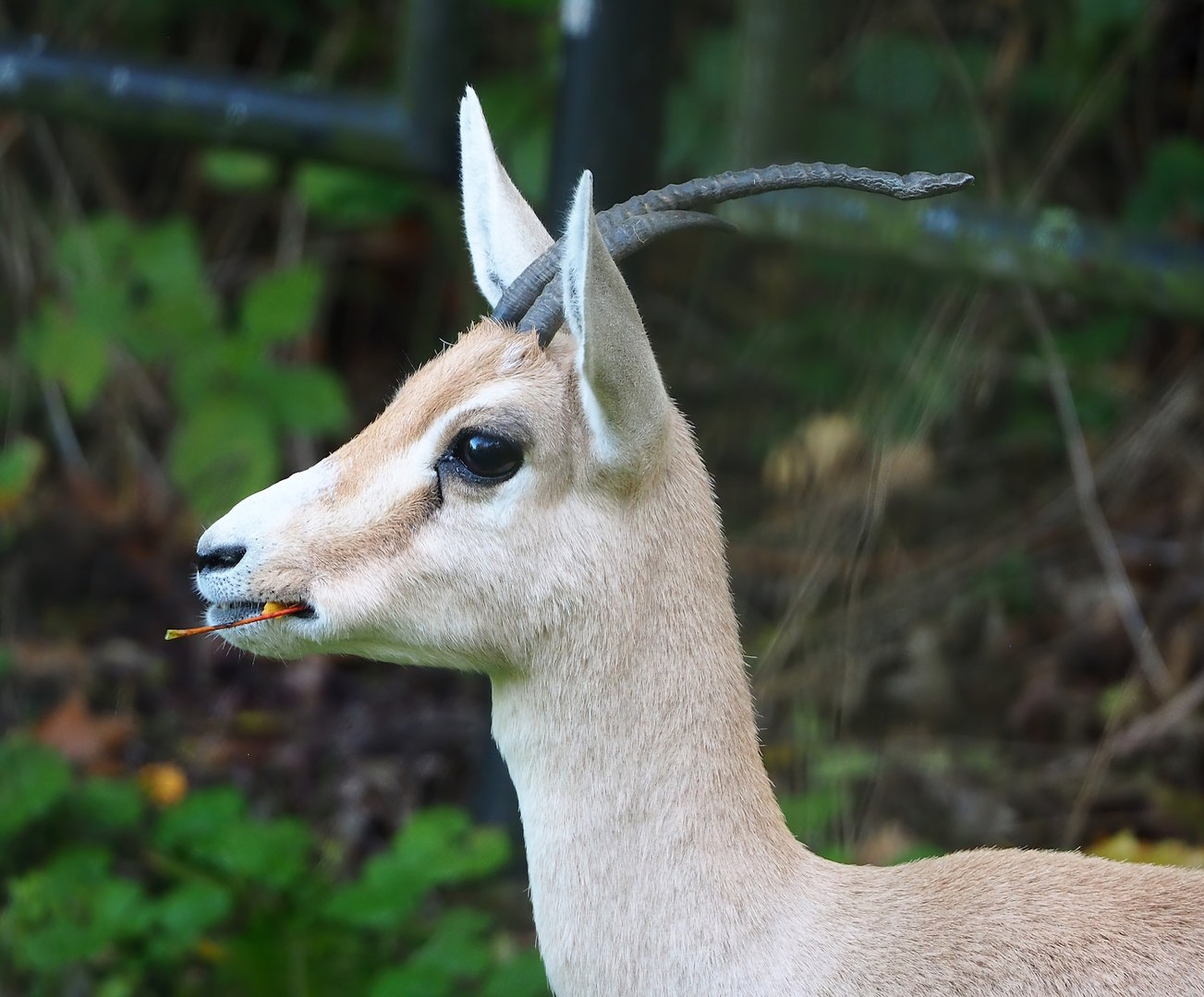 Slender-horned gazelle (Gazella leptoceros), 2022-10-19