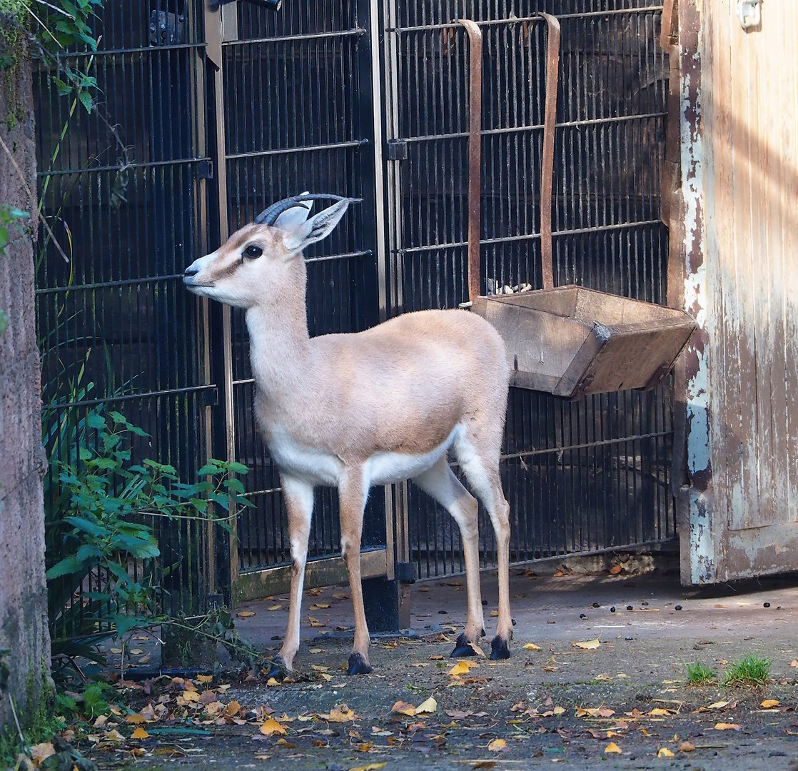 Slender-horned gazelle (Gazella leptoceros), 2022-11-12