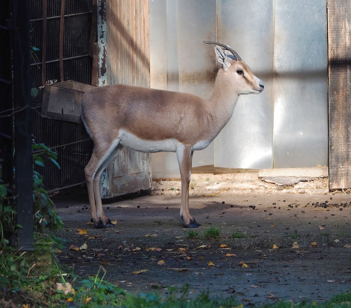 Slender-horned gazelle (Gazella leptoceros), 2022-11-12