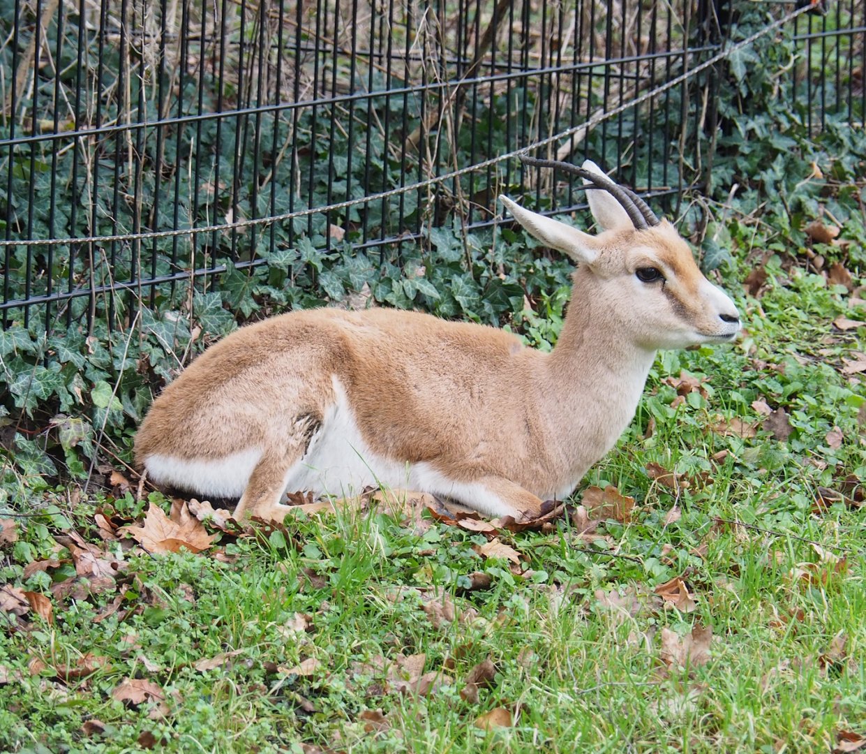 Slender-horned gazelle  (Gazella leptoceros), 2023-02-19