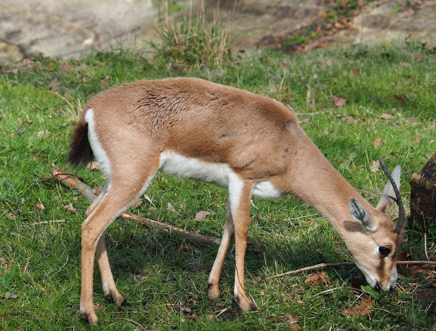 Slender-horned gazelle (Gazella leptoceros), 2023-03-28