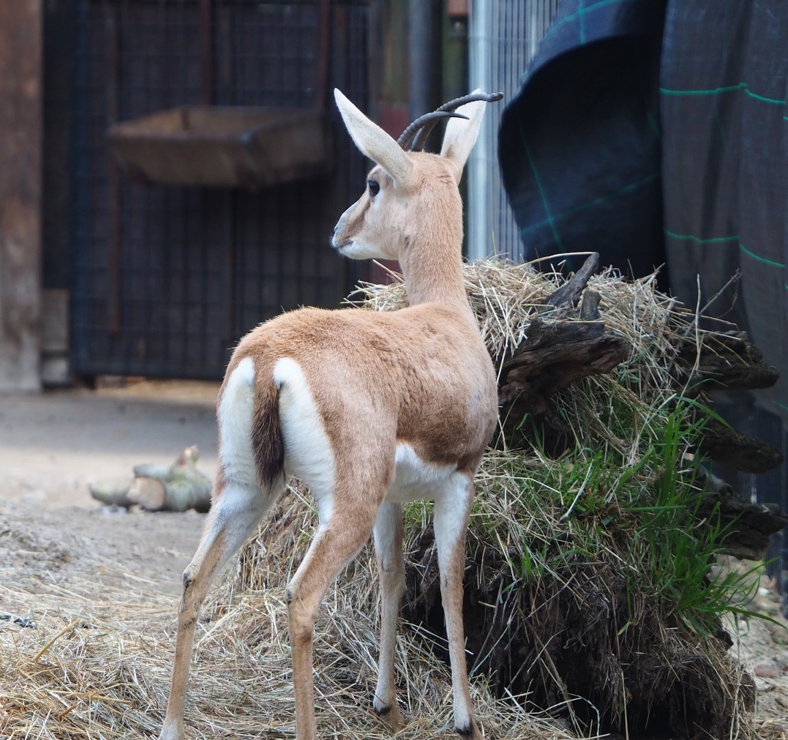 Slender-horned gazelle (Gazella leptoceros), 2023-04-18