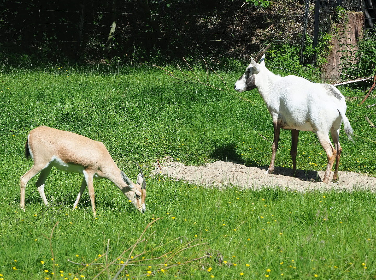 Slender-horned gazelle (Gazella leptoceros) and Arabian oryx (Oryx leucoryx), 2022-06-15