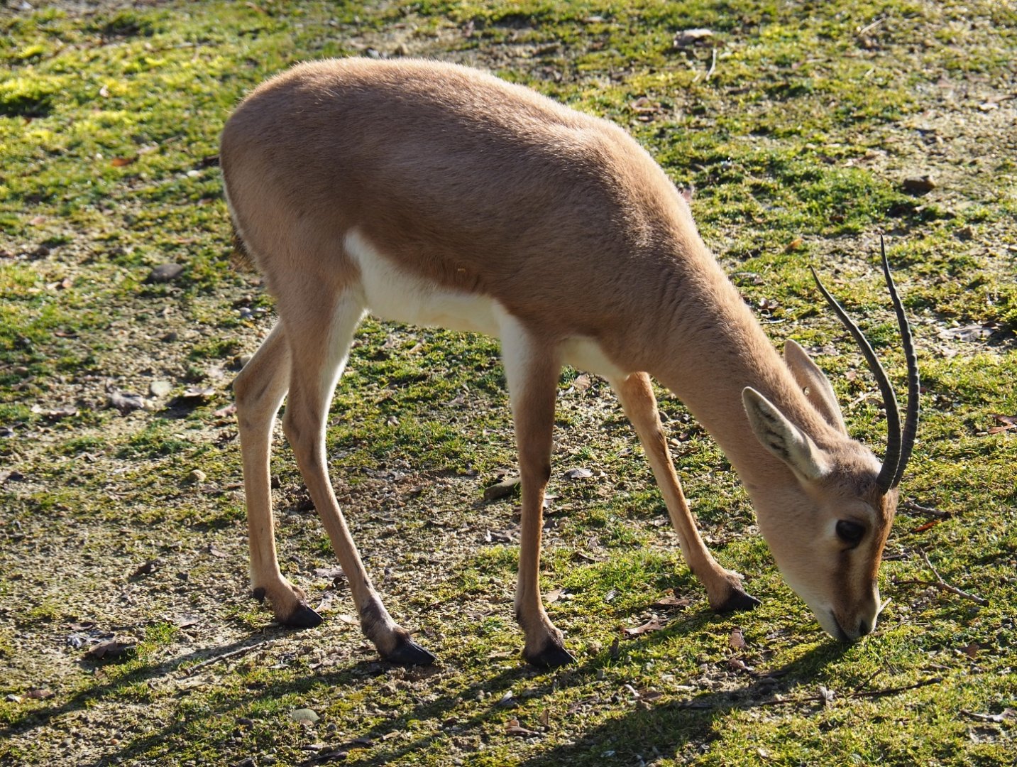 Slender-horned gazelle (Gazella leptoceros), Feb 16th, 2019