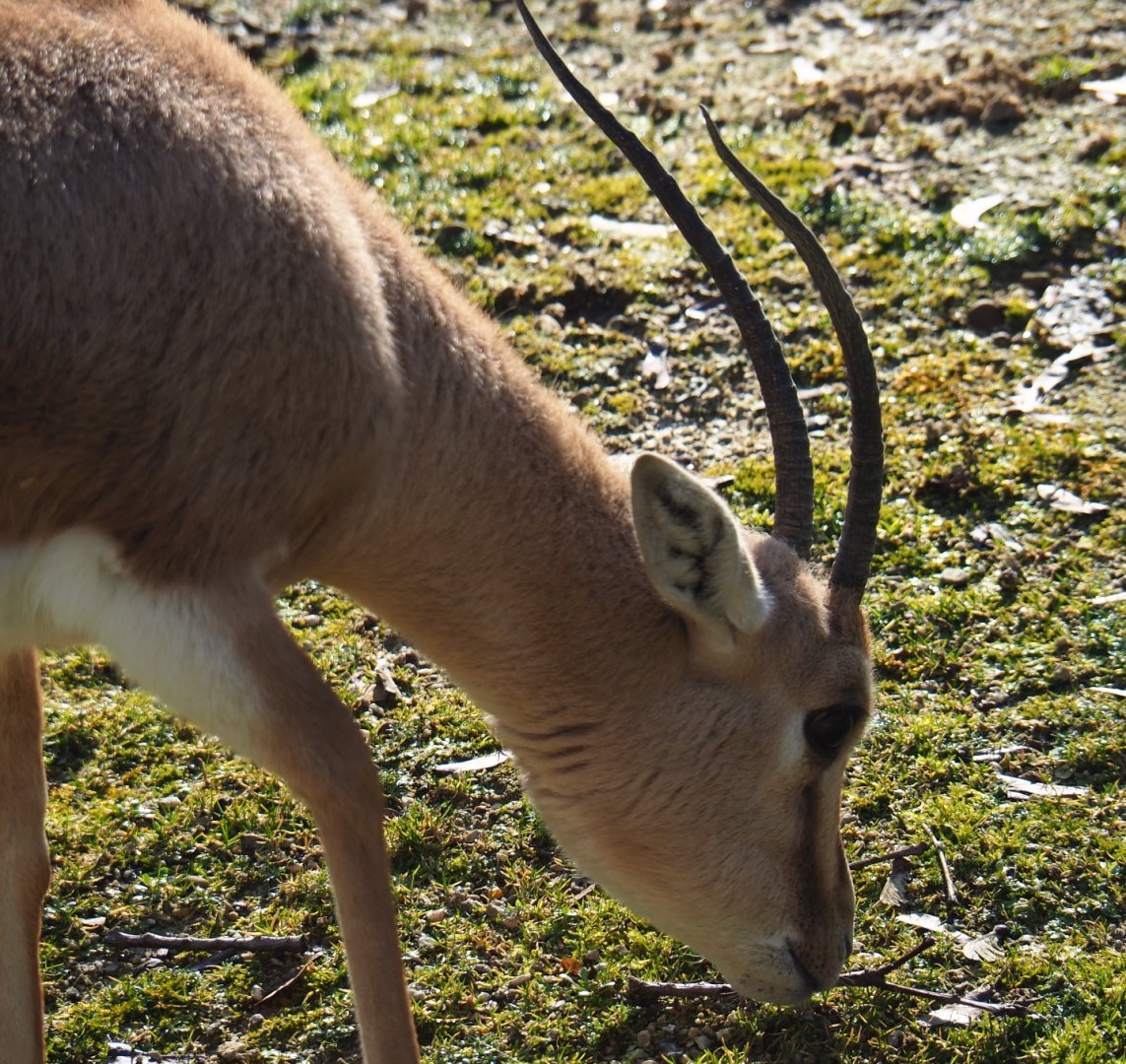 Slender-horned gazelle (Gazella leptoceros), Feb 16th, 2019