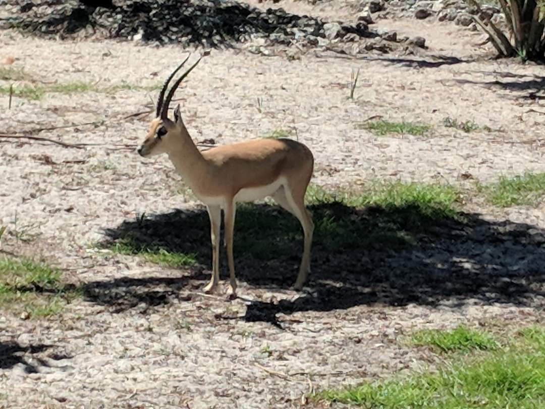 Slender horned gazelle (Gazella leptoceros)