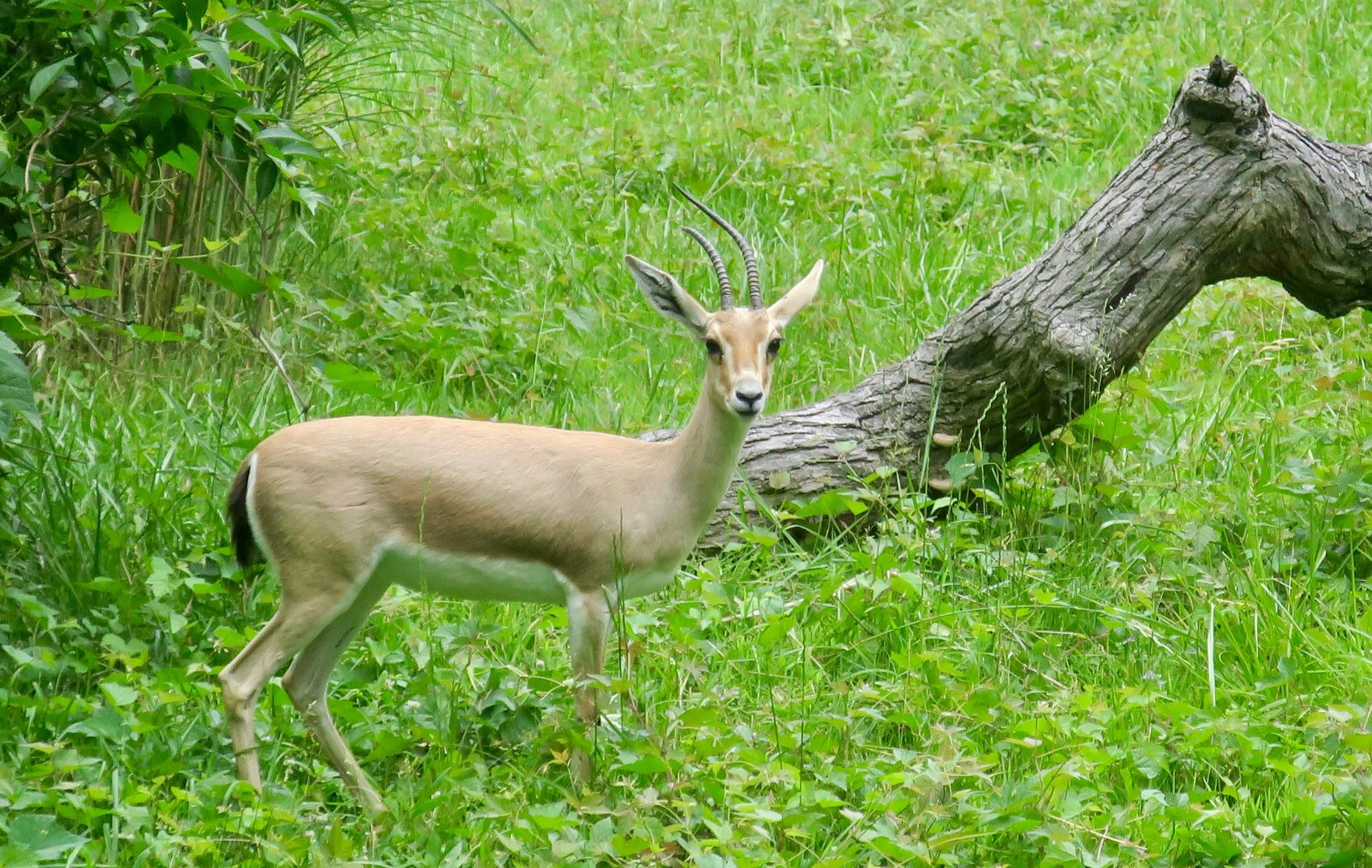 Slender-Horned Gazelle (Gazella leptoceros)