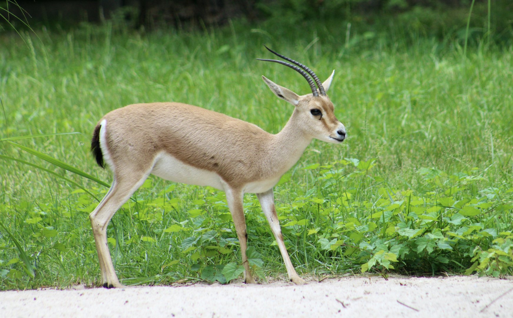 Slender-Horned Gazelle (Gazella leptoceros)