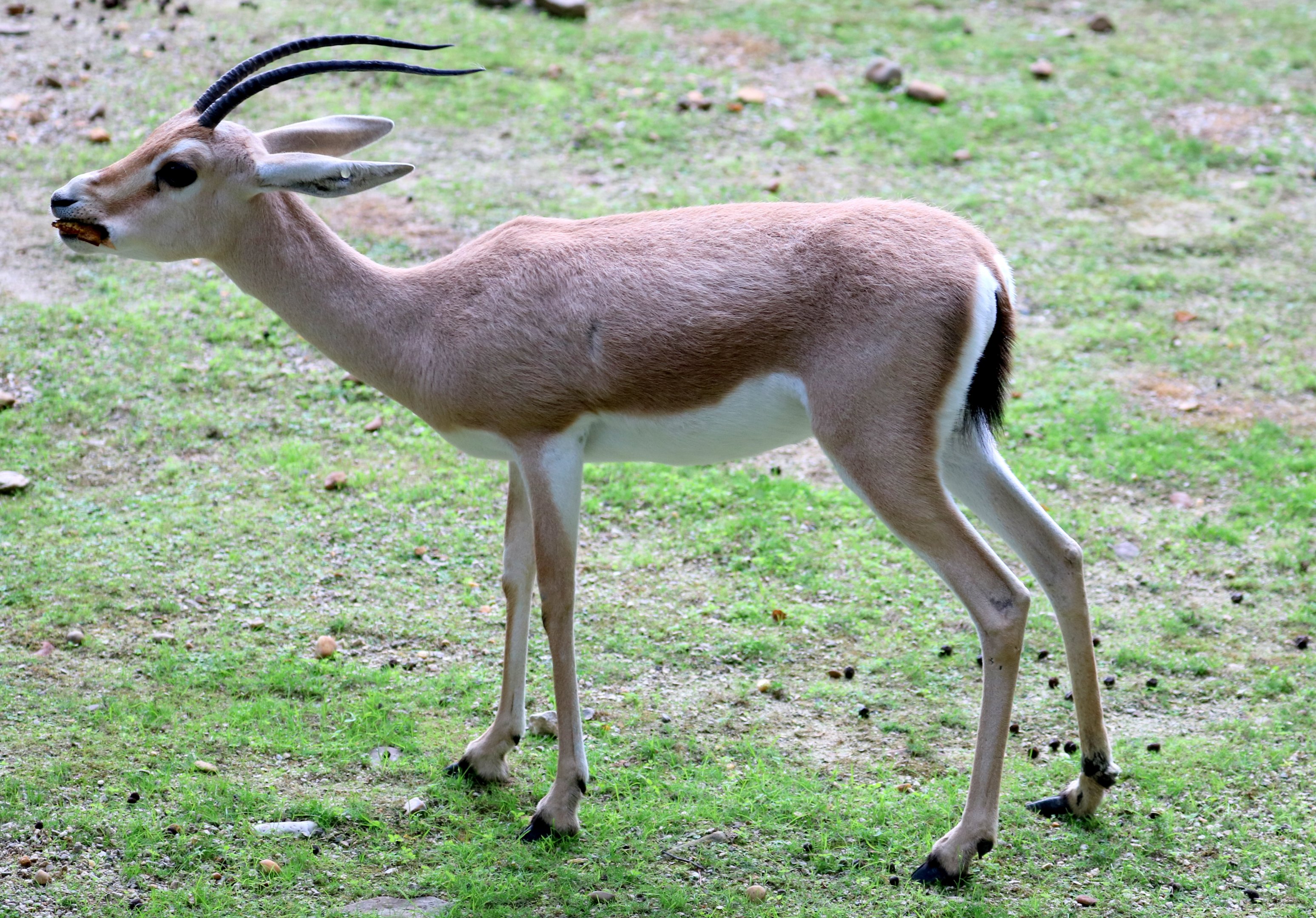Slender-horned gazelle; Planckendael; 9th September 2018