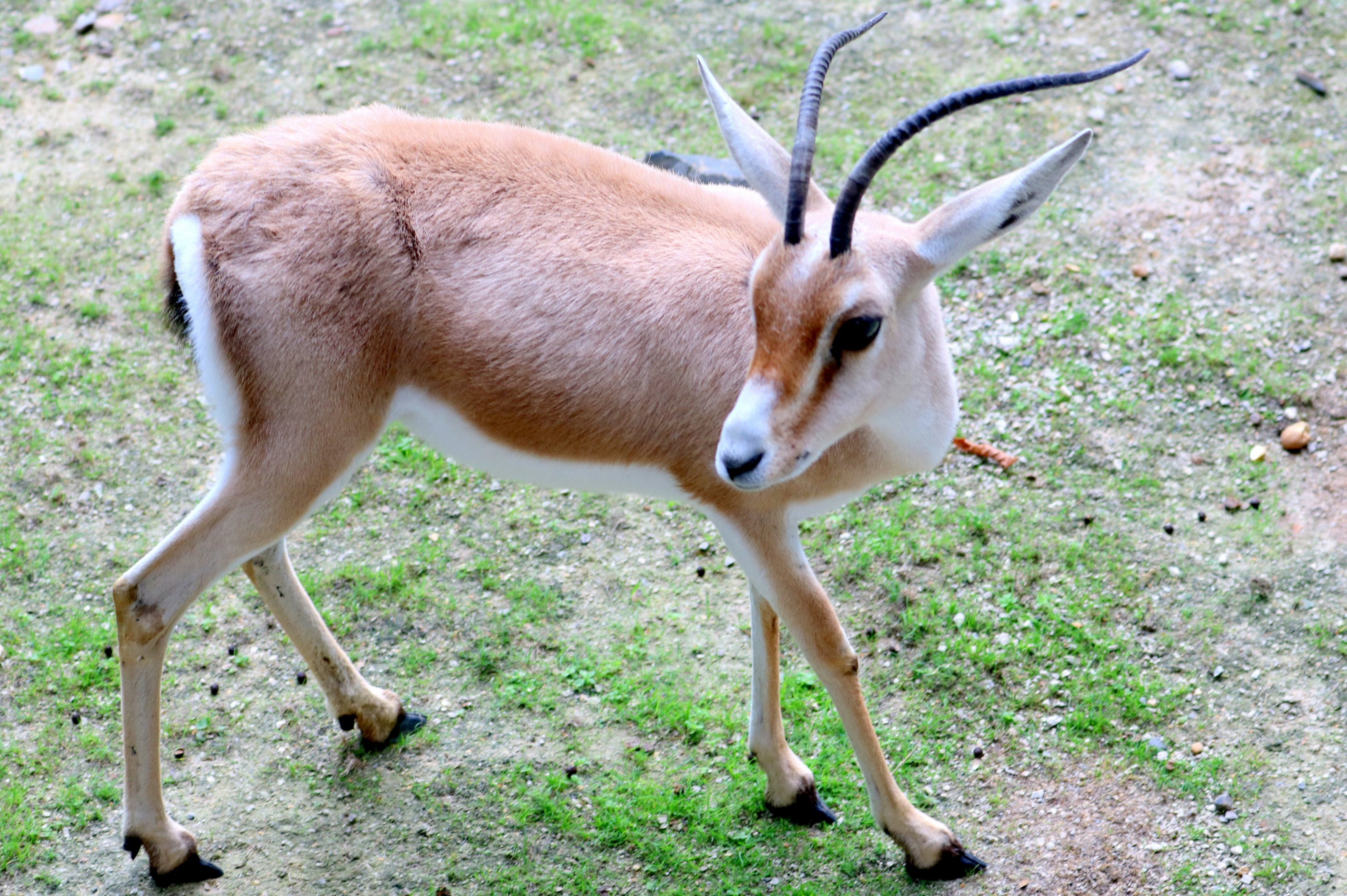 Slender-horned gazelle; Planckendael; 9th September 2018