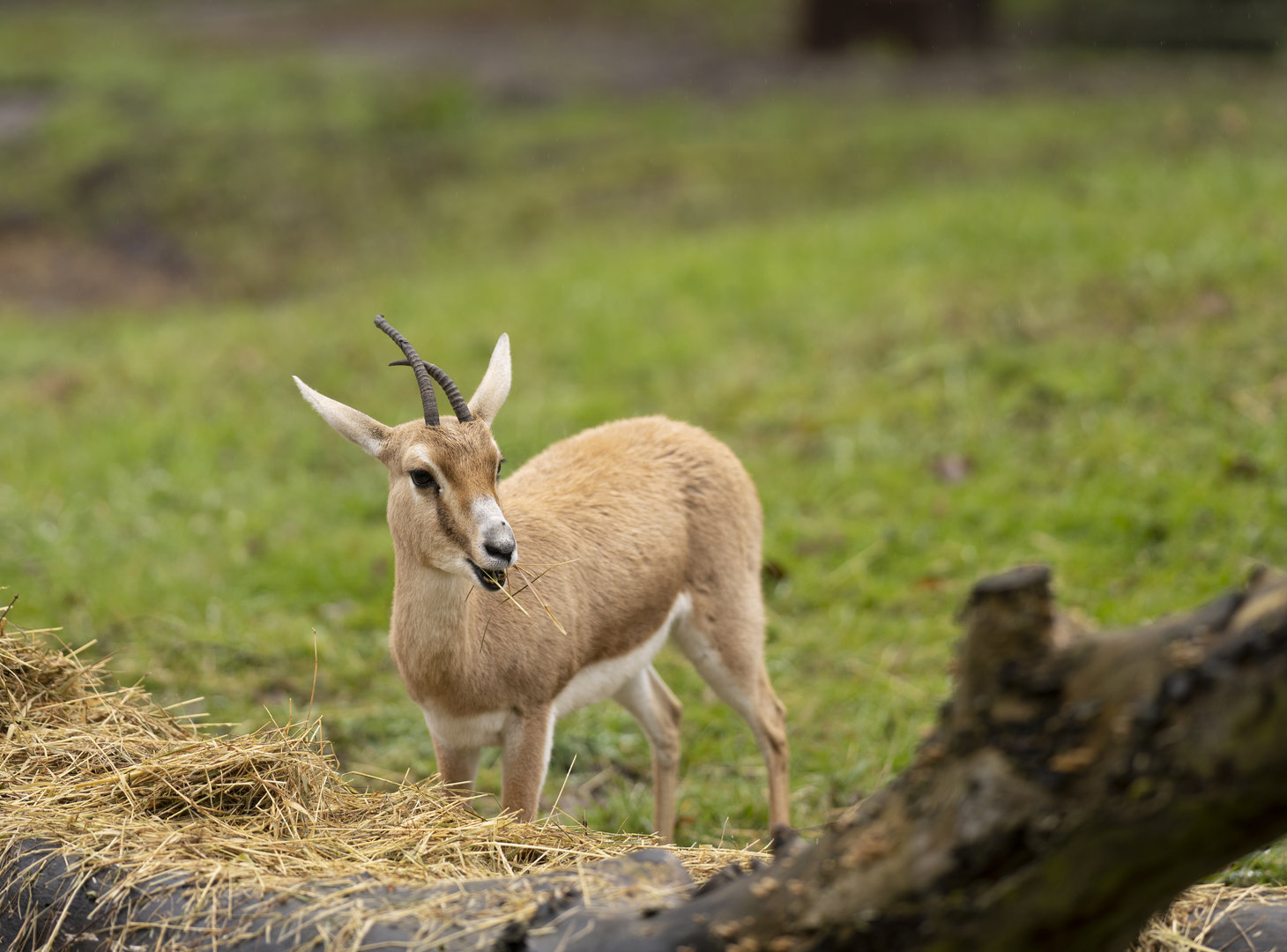 Slender-horned gazelle "Shafira"