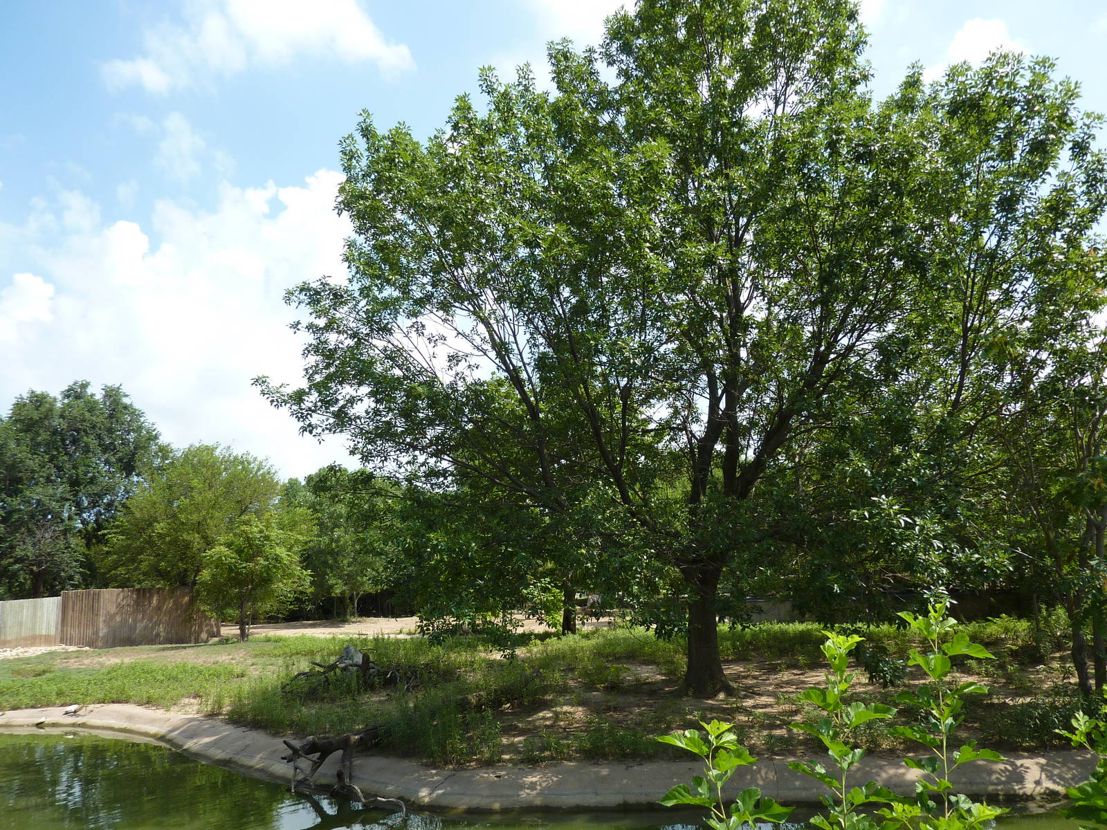Slender-Horned Gazelle/Warthog Enclosure