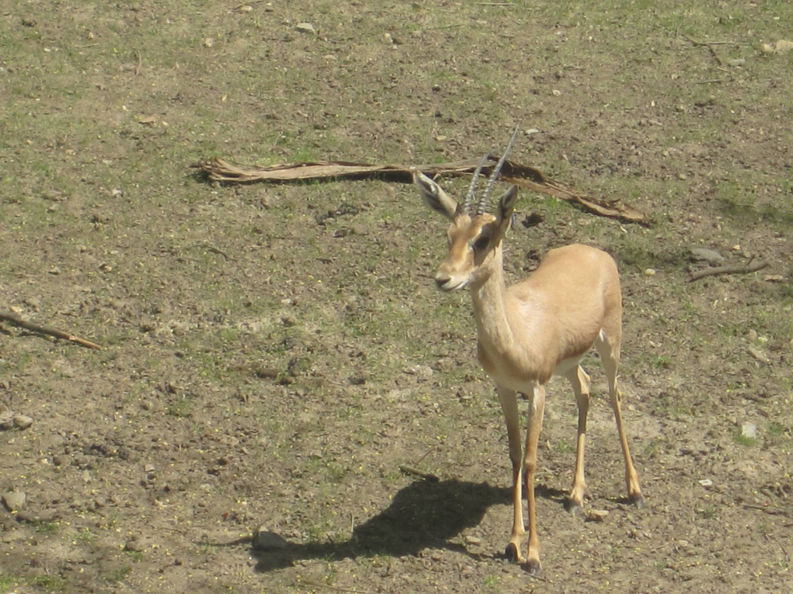 Slender-Horned Gazelle