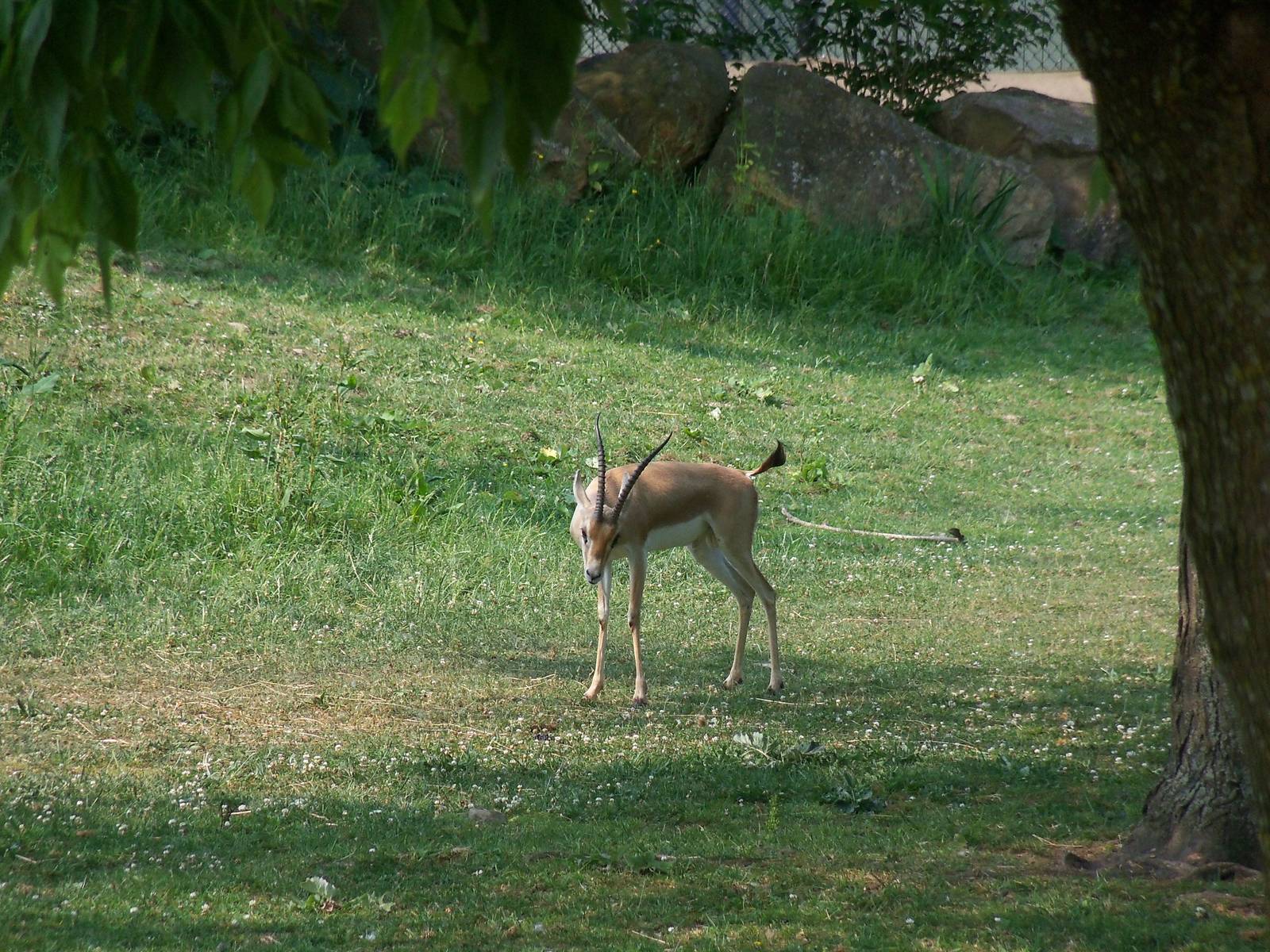 Slender-Horned Gazelle