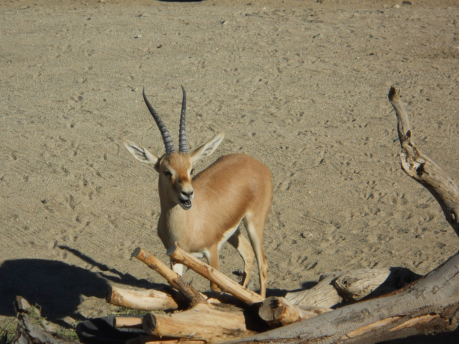 Slender-horned gazelle