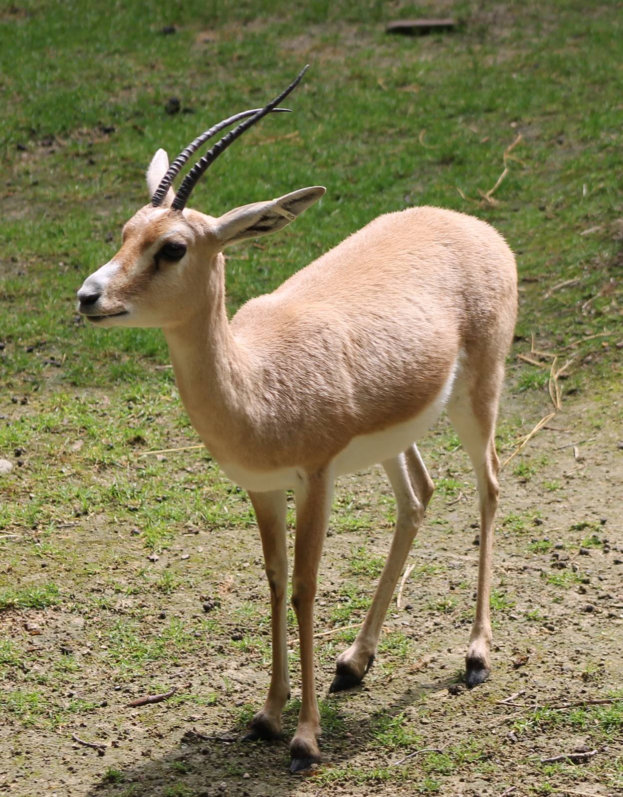 Slender-horned gazelle