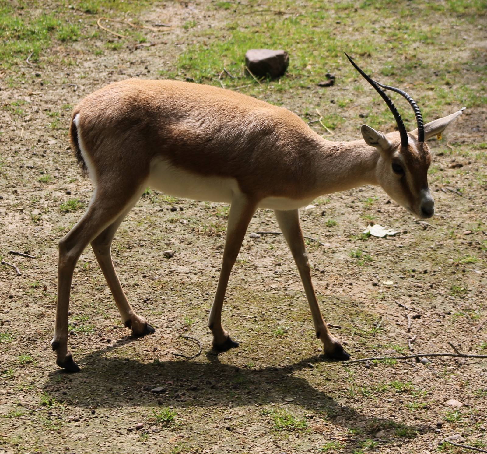 Slender-horned gazelle