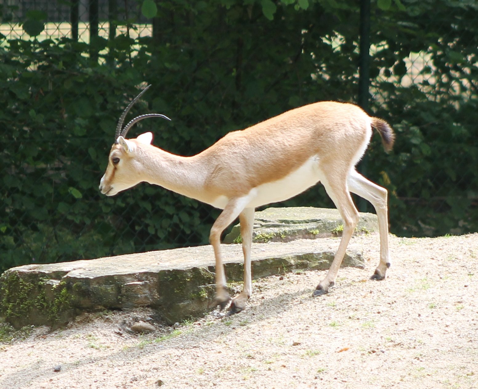 Slender-horned gazelle