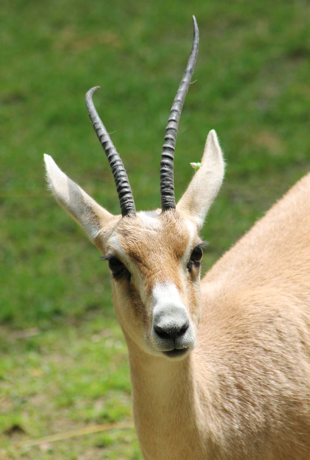 Slender-horned gazelle
