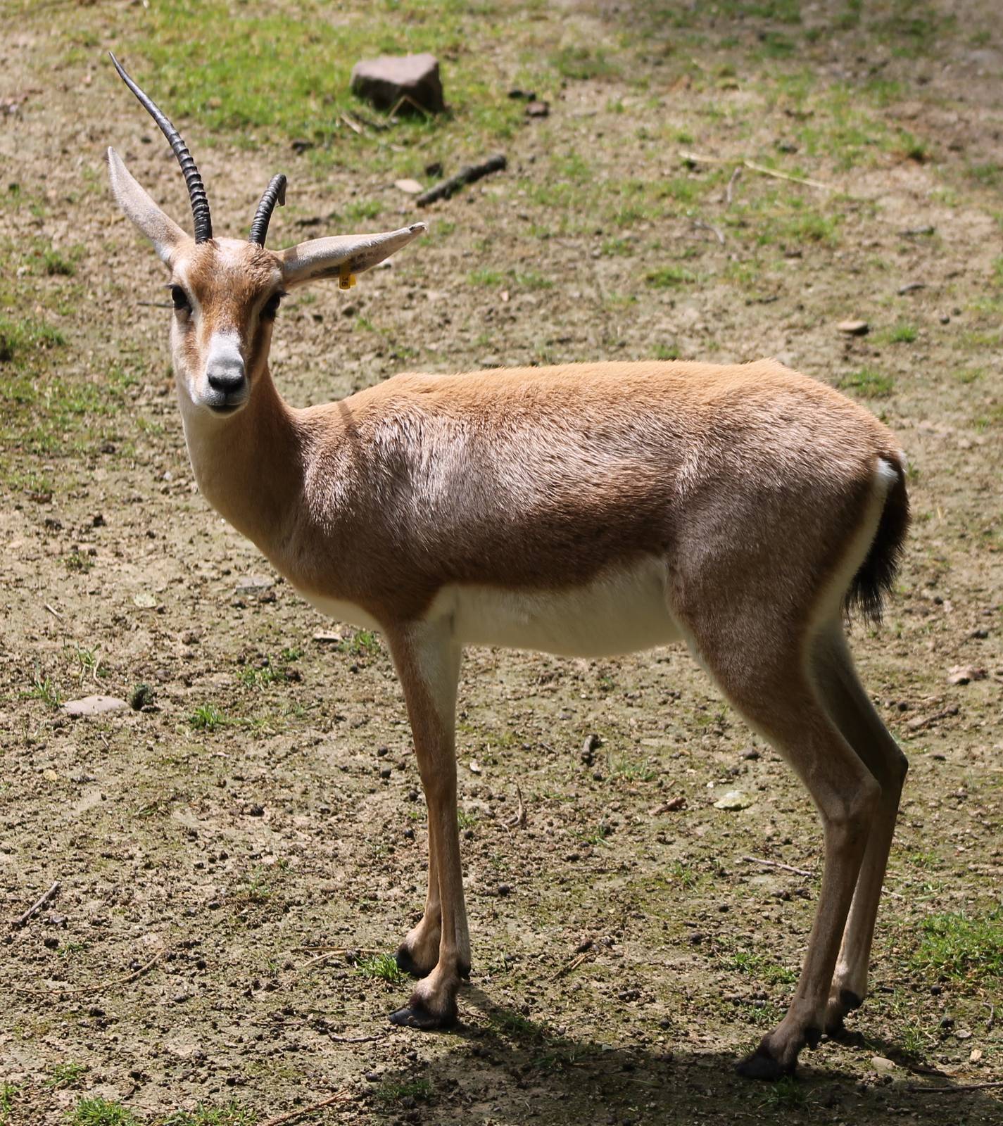 Slender-horned gazelle