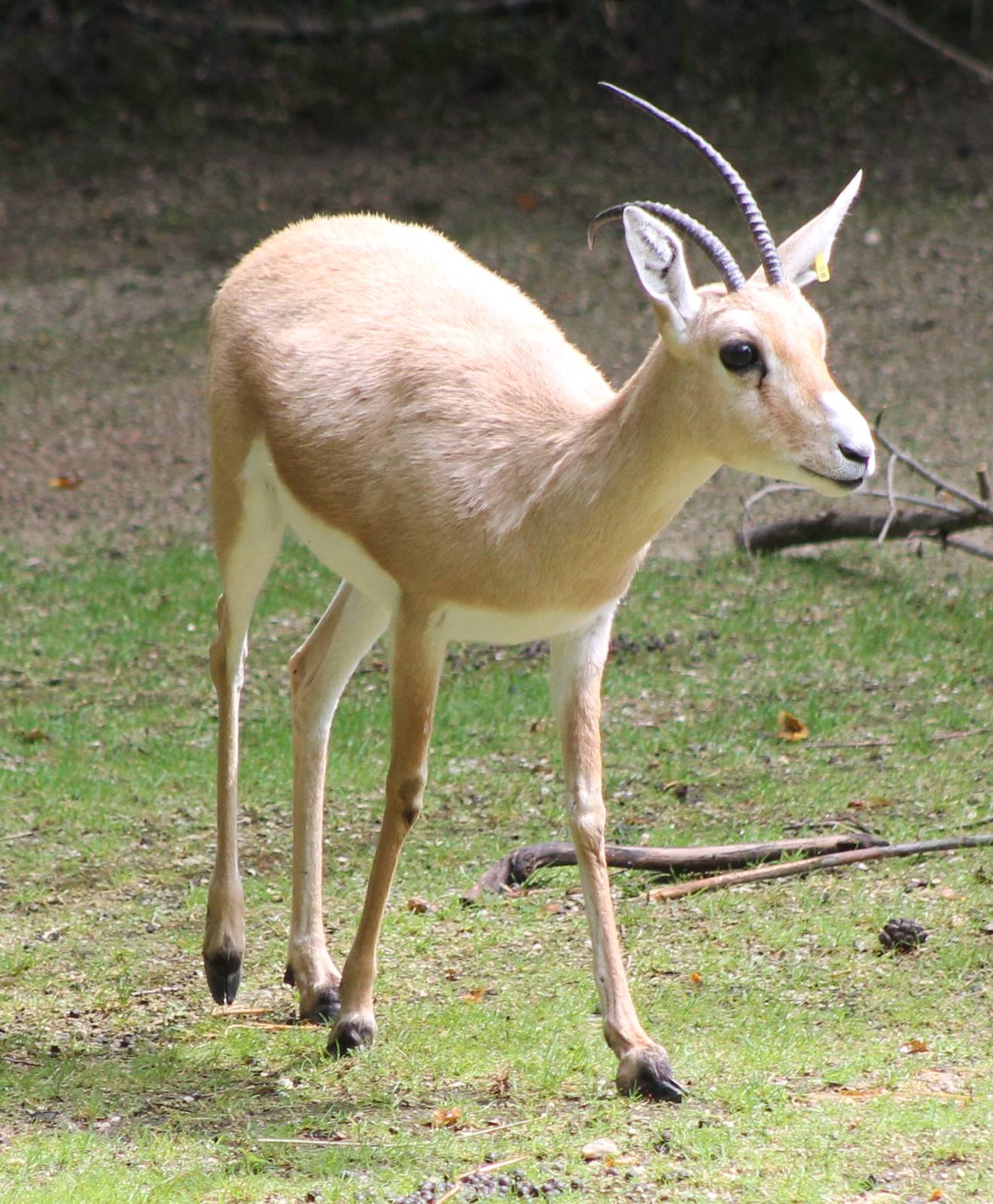 Slender-horned gazelle