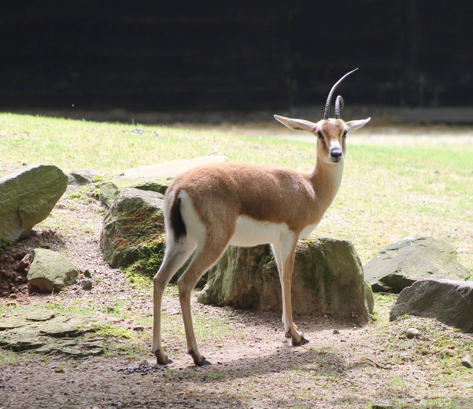 Slender-horned gazelle