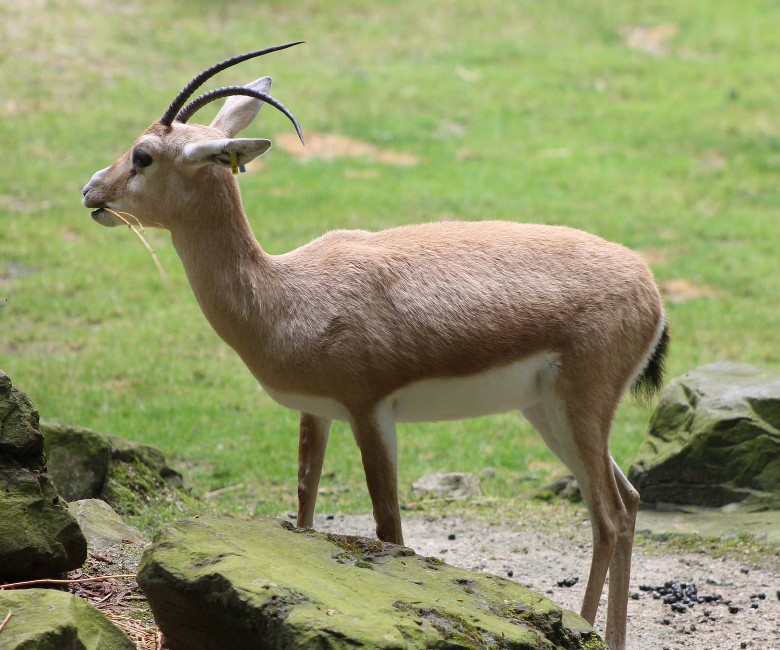 Slender-horned gazelle