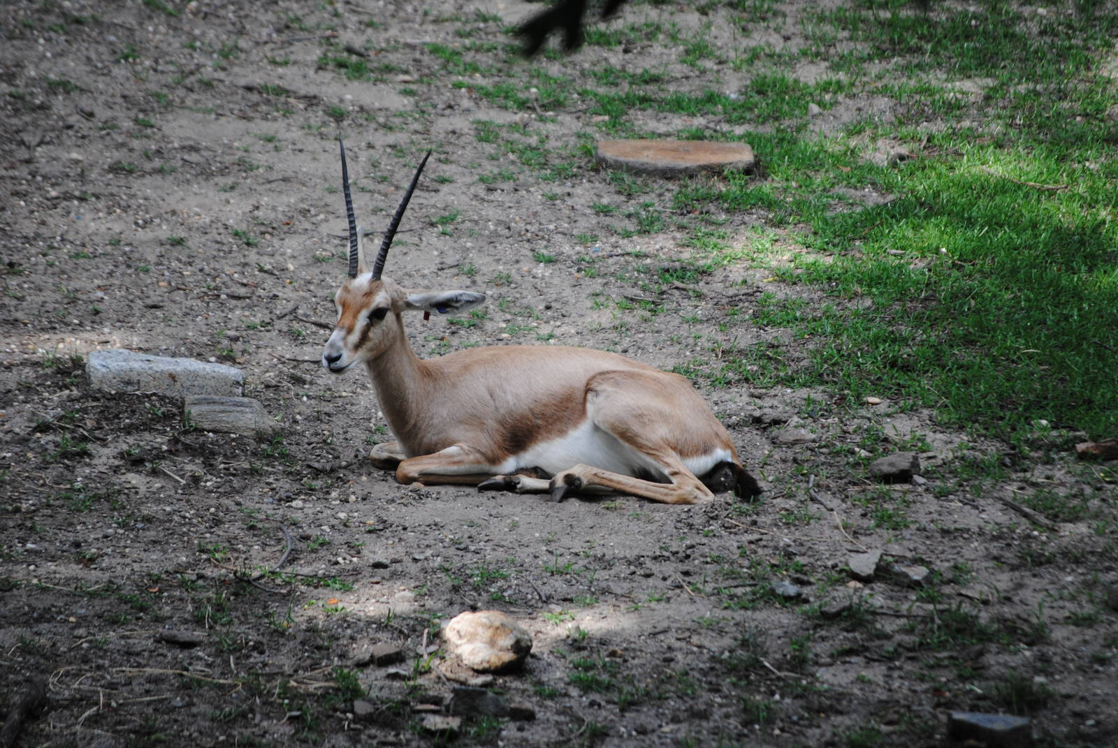 Slender-Horned Gazelle