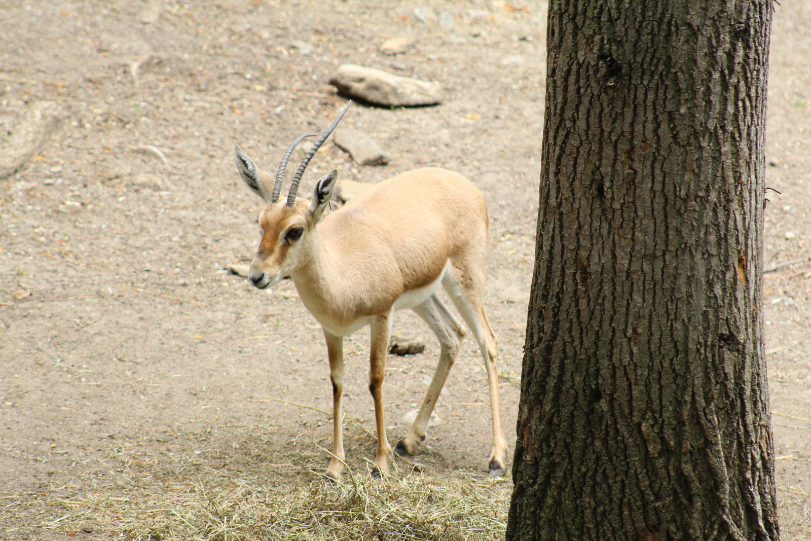 Slender-Horned Gazelle