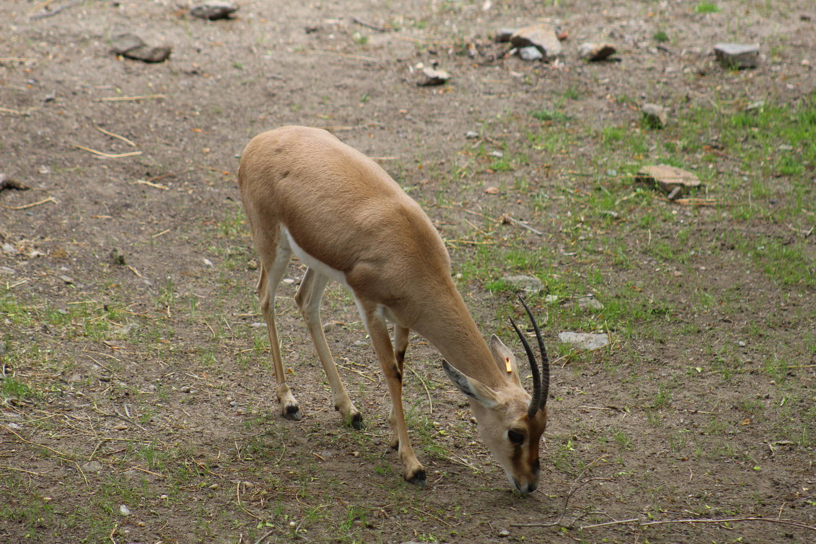 Slender-Horned Gazelle