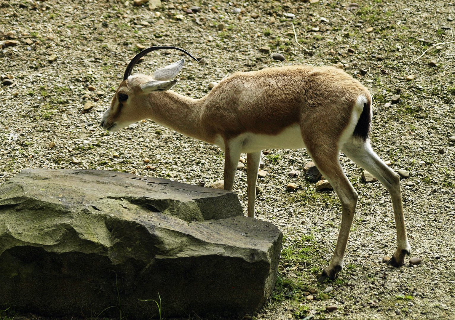 Slender-horned gazelle