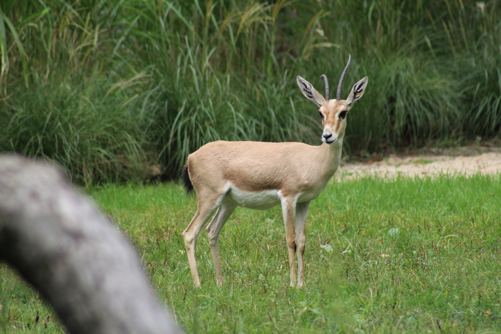 Slender-Horned Gazelle