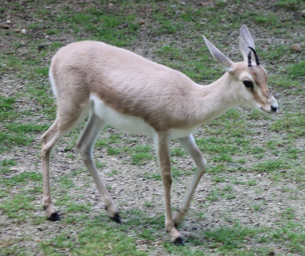 Slender-horned gazelle