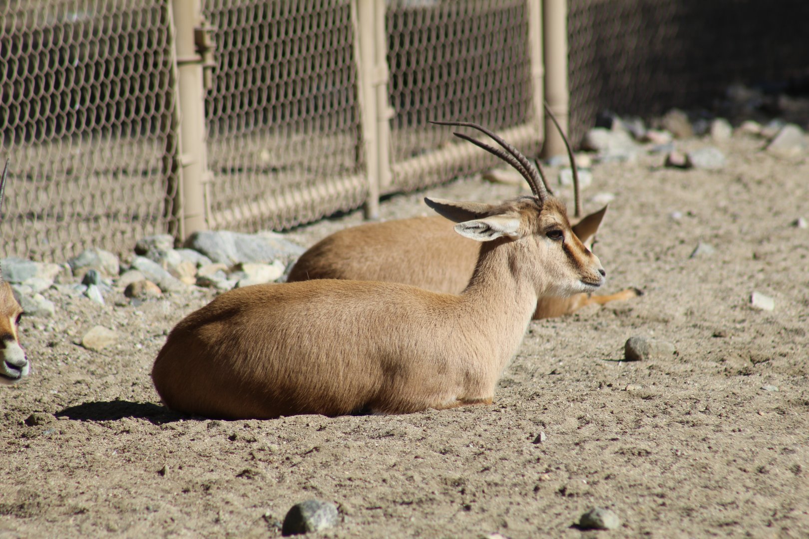 Slender-Horned Gazelle